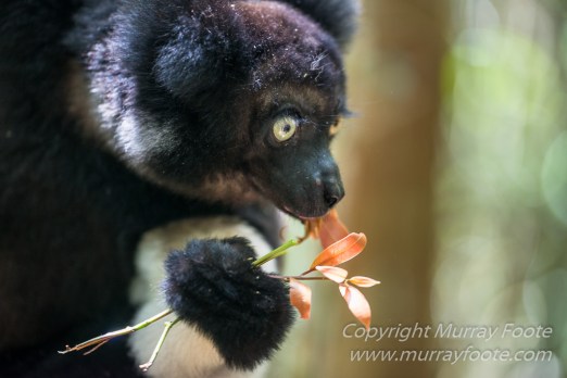 Andasibe, Chameleons, Gecko, Landscape, Lemurs, Madagascar, Mantadia, Photography, Travel, Wildlife