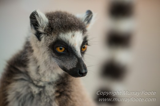 Berenty, Infrared, Landscape, Lemurs, Macro, Madagascar, Mantadia, Nature, Photography, sifaka, Travel, Wildlife