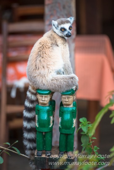 Berenty, Infrared, Landscape, Lemurs, Macro, Madagascar, Mantadia, Nature, Photography, sifaka, Travel, Wildlife