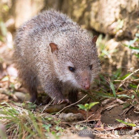 Antananarivo, Architecture, Chameleons, Gecko, Landscape, Lemurs, Macro, Madagascar, Peyrieras Reserve, Photography, seascape, Street photography, Tenrec, Travel, Wildlife