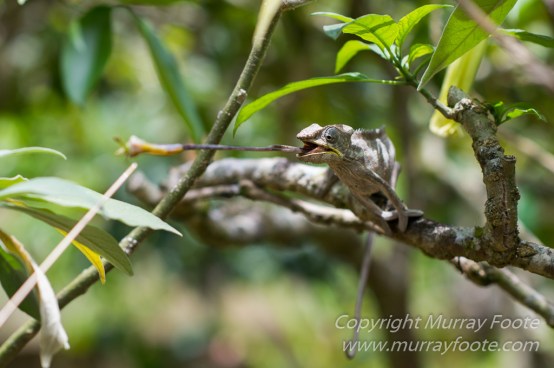 Antananarivo, Architecture, Chameleons, Gecko, Landscape, Lemurs, Macro, Madagascar, Peyrieras Reserve, Photography, seascape, Street photography, Tenrec, Travel, Wildlife