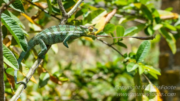 Antananarivo, Architecture, Chameleons, Gecko, Landscape, Lemurs, Macro, Madagascar, Peyrieras Reserve, Photography, seascape, Street photography, Tenrec, Travel, Wildlife