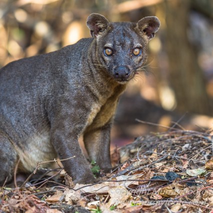 Baobabs, Kirindy, Landscape, Lemurs, Madagascar, Photography, Street photography, Travel, Wildlife