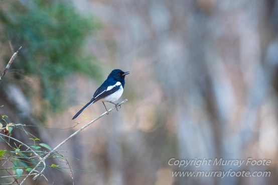 Baobabs, Kirindy, Landscape, Lemurs, Madagascar, Photography, Street photography, Travel, Wildlife2