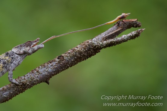 Andasibe, Chameleons, Gecko, Landscape, Lemurs, Madagascar, Mantadia, Photography, Travel, Wildlife8