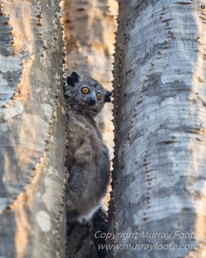 Berenty, Infrared, Landscape, Lemurs, Macro, Madagascar, Mantadia, Nature, Photography, sifaka, Travel, Wildlife