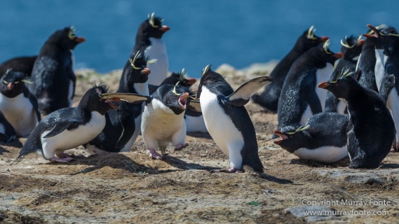 Cara cara, Falklands War, Giant Petrel, Imperial Cormorant, Landscape, Nature, Penguins, Photography, Rockhopper Penguins, Skua, Travel, Turkey vultures, Wildlife
