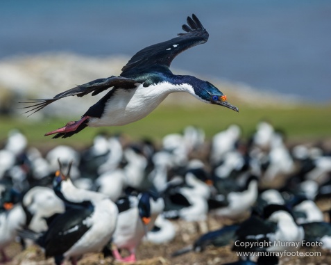 Cara cara, Falklands War, Giant Petrel, Imperial Cormorant, Landscape, Nature, Penguins, Photography, Rockhopper Penguins, Skua, Travel, Turkey vultures, Wildlife