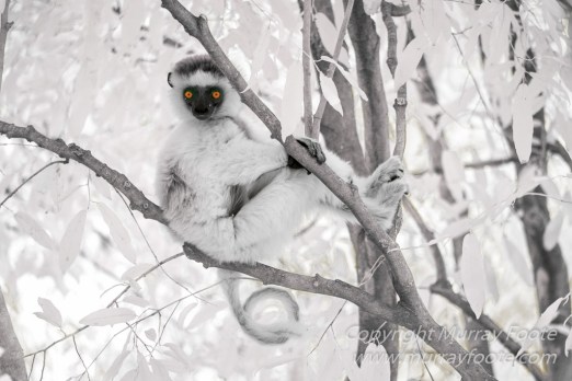 Berenty, Infrared, Landscape, Lemurs, Macro, Madagascar, Mantadia, Nature, Photography, sifaka, Travel, Wildlife