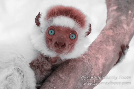 Berenty, Infrared, Landscape, Lemurs, Macro, Madagascar, Mantadia, Nature, Photography, sifaka, Travel, Wildlife