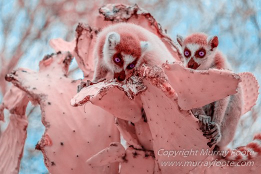Berenty, Infrared, Landscape, Lemurs, Macro, Madagascar, Mantadia, Nature, Photography, sifaka, Travel, Wildlife