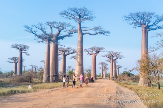 Baobabs, Kirindy, Landscape, Lemurs, Madagascar, Photography, Street photography, Travel, Wildlife