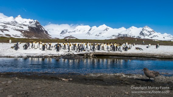 Antarctica, Fur seal, Gentoo Penguins, Giant Petrel, Grey-headed albatross, Landscape, Nature, Photography, seascape, South Georgia, Travel, Wilderness, Wildlife