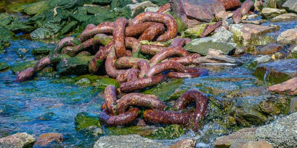 Antarctic Tern, Antarctica, Elephant seals, Fur seal, Landscape, Nature, Photography, seascape, South Georgia, South Georgia Cormorant, Travel, Wilderness, Wildlife
