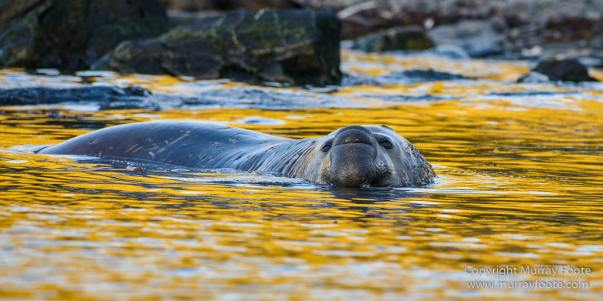Antarctic Tern, Antarctica, Elephant seals, Fur seal, Landscape, Nature, Photography, seascape, South Georgia, South Georgia Cormorant, Travel, Wilderness, Wildlife