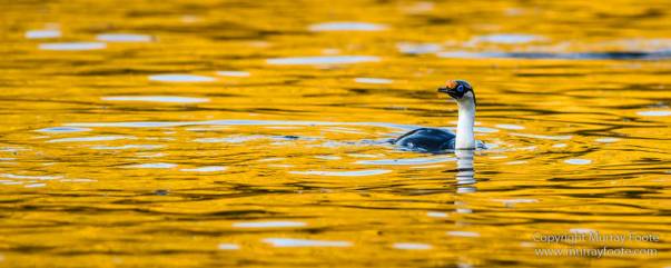 Antarctic Tern, Antarctica, Elephant seals, Fur seal, Landscape, Nature, Photography, seascape, South Georgia, South Georgia Cormorant, Travel, Wilderness, Wildlife