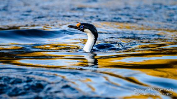 Antarctic Tern, Antarctica, Elephant seals, Fur seal, Landscape, Nature, Photography, seascape, South Georgia, South Georgia Cormorant, Travel, Wilderness, Wildlife