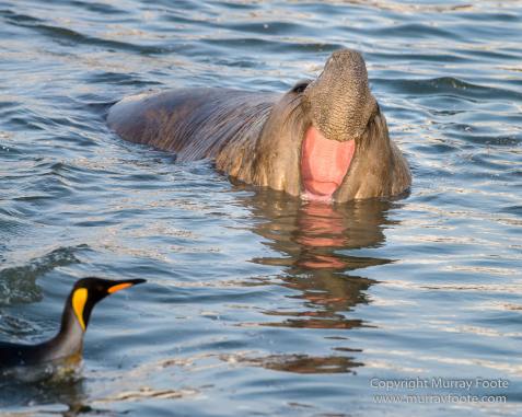 Antarctica, Elephant seals, Gold Harbour, Landscape, Nature, Photography, seascape, South Georgia, Travel, Wilderness, Wildlife