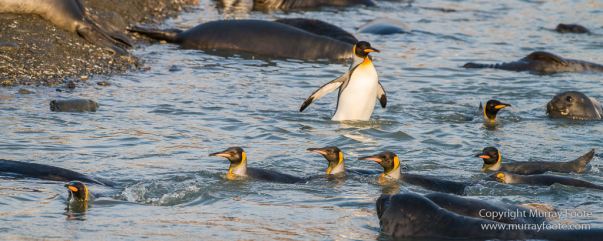 Antarctica, Elephant seals, Gold Harbour, Landscape, Nature, Photography, seascape, South Georgia, Travel, Wilderness, Wildlife