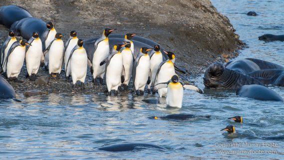 Antarctica, Elephant seals, Gold Harbour, Landscape, Nature, Photography, seascape, South Georgia, Travel, Wilderness, Wildlife