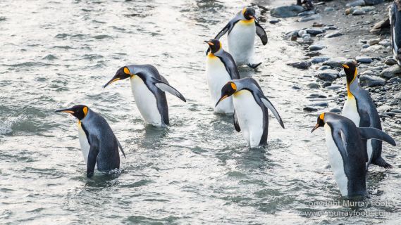 Antarctica, Elephant seals, Gold Harbour, Landscape, Nature, Photography, seascape, South Georgia, Travel, Wilderness, Wildlife