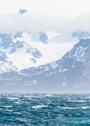 Antarctica, Elephant seals, Gold Harbour, Landscape, Nature, Photography, seascape, South Georgia, Travel, Wilderness, Wildlife