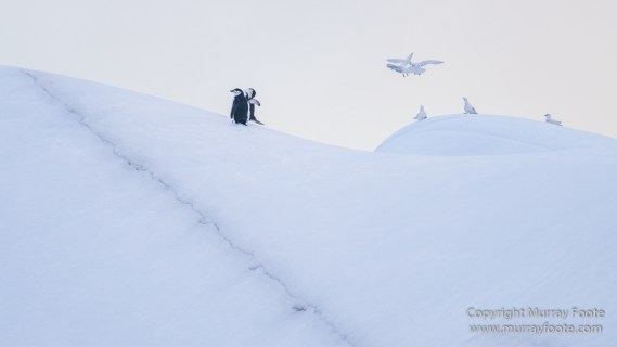 Antarctica, Chinstrap penguins, Elephant seals, Infrared, King Penguins, Landscape, Macro, Nature, Photography, seascape, South Georgia, Travel, Wilderness, Wildlife