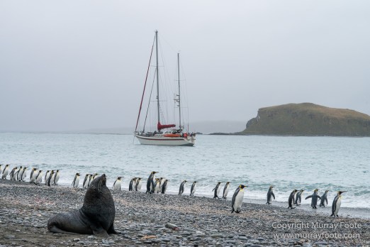 Antarctica, Chinstrap penguins, Elephant seals, Infrared, King Penguins, Landscape, Macro, Nature, Photography, seascape, South Georgia, Travel, Wilderness, Wildlife
