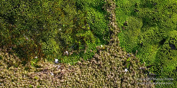 Antarctica, Chinstrap penguins, Elephant seals, Infrared, King Penguins, Landscape, Macro, Nature, Photography, seascape, South Georgia, Travel, Wilderness, Wildlife