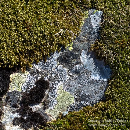 Antarctica, Chinstrap penguins, Elephant seals, Infrared, King Penguins, Landscape, Macro, Nature, Photography, seascape, South Georgia, Travel, Wilderness, Wildlife