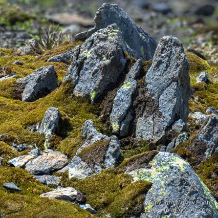 Antarctica, Chinstrap penguins, Elephant seals, Infrared, King Penguins, Landscape, Macro, Nature, Photography, seascape, South Georgia, Travel, Wilderness, Wildlife