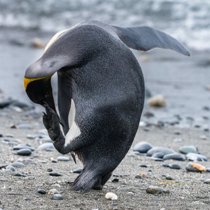 Antarctica, Chinstrap penguins, Elephant seals, Infrared, King Penguins, Landscape, Macro, Nature, Photography, seascape, South Georgia, Travel, Wilderness, Wildlife