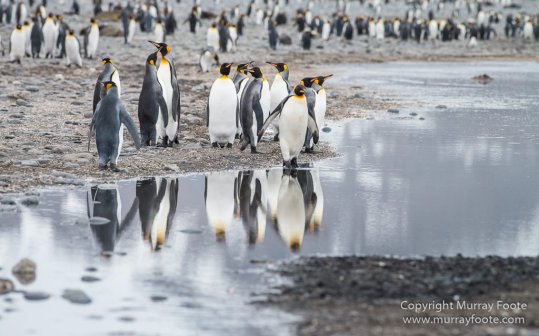 Antarctica, Chinstrap penguins, Elephant seals, Infrared, King Penguins, Landscape, Macro, Nature, Photography, seascape, South Georgia, Travel, Wilderness, Wildlife