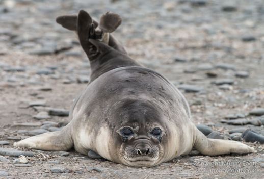 Antarctica, Chinstrap penguins, Elephant seals, Infrared, King Penguins, Landscape, Macro, Nature, Photography, seascape, South Georgia, Travel, Wilderness, Wildlife
