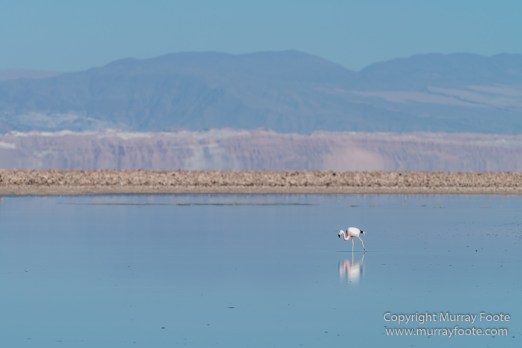 Atacama Desert, Chile, Flamingo, Lago de Tara, Laguna Chaxa, Laguna Miñiques, Laguna Miscanti, Landscape, Nature, Photography, Salar de Tara, Toconao, Travel, Wilderness, Wildlife