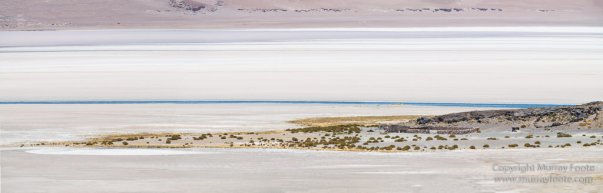 Atacama Desert, Chile, Flamingo, Lago de Tara, Laguna Chaxa, Laguna Miñiques, Laguna Miscanti, Landscape, Nature, Photography, Salar de Tara, Toconao, Travel, Wilderness, Wildlife