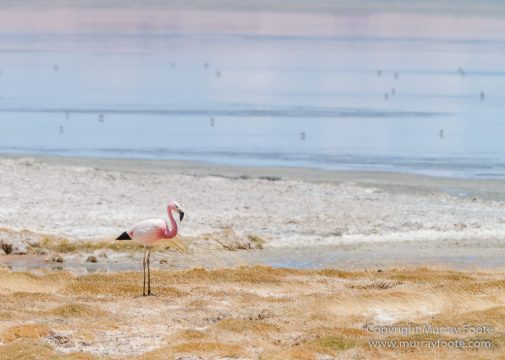 Atacama Desert, Chile, Flamingo, Lago de Tara, Laguna Chaxa, Laguna Miñiques, Laguna Miscanti, Landscape, Nature, Photography, Salar de Tara, Toconao, Travel, Wilderness, Wildlife