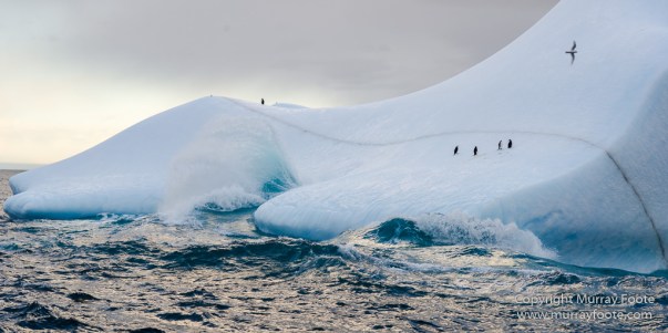 Antarctica, Chinstrap penguins, Elephant seals, Infrared, King Penguins, Landscape, Macro, Nature, Photography, seascape, South Georgia, Travel, Wilderness, Wildlife