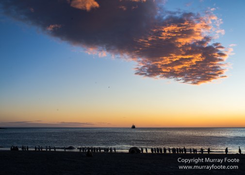 Antarctica, Chinstrap penguins, Elephant seals, Infrared, King Penguins, Landscape, Macro, Nature, Photography, seascape, South Georgia, Travel, Wilderness, Wildlife