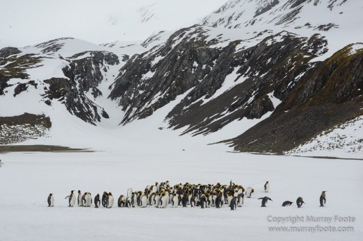 Antarctica, Fur seal, Gentoo Penguins, Giant Petrel, Grey-headed albatross, Landscape, Nature, Photography, seascape, South Georgia, Travel, Wilderness, Wildlife