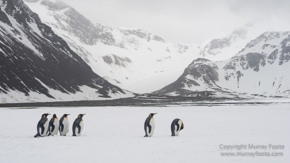 Antarctica, Fur seal, Gentoo Penguins, Giant Petrel, Grey-headed albatross, Landscape, Nature, Photography, seascape, South Georgia, Travel, Wilderness, Wildlife