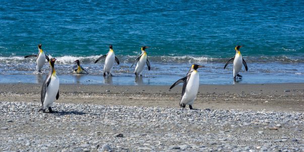 Antarctica, Fur seal, Gentoo Penguins, Giant Petrel, Grey-headed albatross, Landscape, Nature, Photography, seascape, South Georgia, Travel, Wilderness, Wildlife