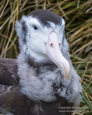 Antarctica, Fur seal, Gentoo Penguins, Giant Petrel, Grey-headed albatross, Landscape, Nature, Photography, seascape, South Georgia, Travel, Wilderness, Wildlife