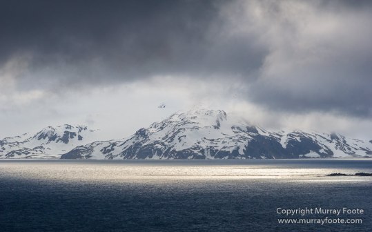 Antarctic Tern, Antarctica, Elephant seals, Fur seal, Landscape, Nature, Photography, seascape, South Georgia, South Georgia Cormorant, Travel, Wilderness, Wildlife