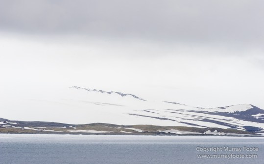 Antarctic Tern, Antarctica, Elephant seals, Fur seal, Landscape, Nature, Photography, seascape, South Georgia, South Georgia Cormorant, Travel, Wilderness, Wildlife