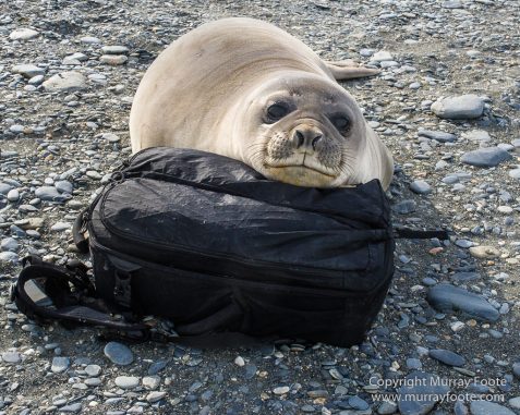 Antarctica, Elephant seals, Gold Harbour, Landscape, Nature, Photography, seascape, South Georgia, Travel, Wilderness, Wildlife