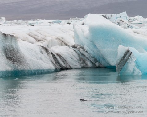 Architecture, Glacier, Hofn, Icebergs, Iceland, Jökulsárlón, Landscape, Nature, Photography, seascape, Skálafellsjökull Glacier, Travel, Wilderness