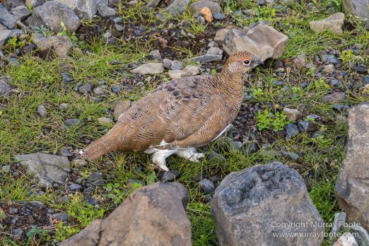 Glacier, Iceland, Landscape, Laufskalavarda, Macro, Nature, Photography, Skaftafell, Skaftafellsjökull, Travel, Wildernessn
