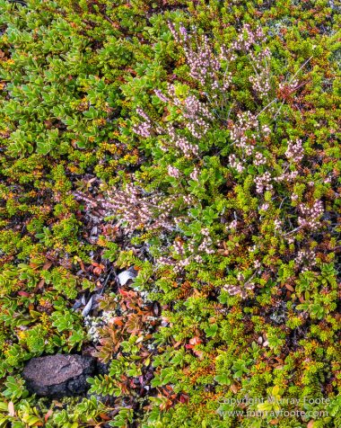 Glacier, Iceland, Landscape, Laufskalavarda, Macro, Nature, Photography, Skaftafell, Skaftafellsjökull, Travel, Wilderness