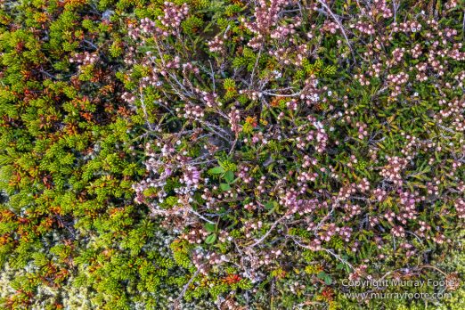 Glacier, Iceland, Landscape, Laufskalavarda, Macro, Nature, Photography, Skaftafell, Skaftafellsjökull, Travel, Wilderness
